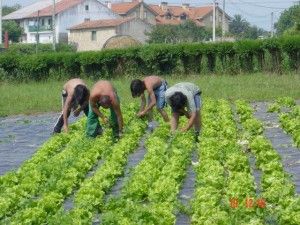Adolescentes trabajando en agricultura.Proyecto Taller ANDARA.Santander 2002